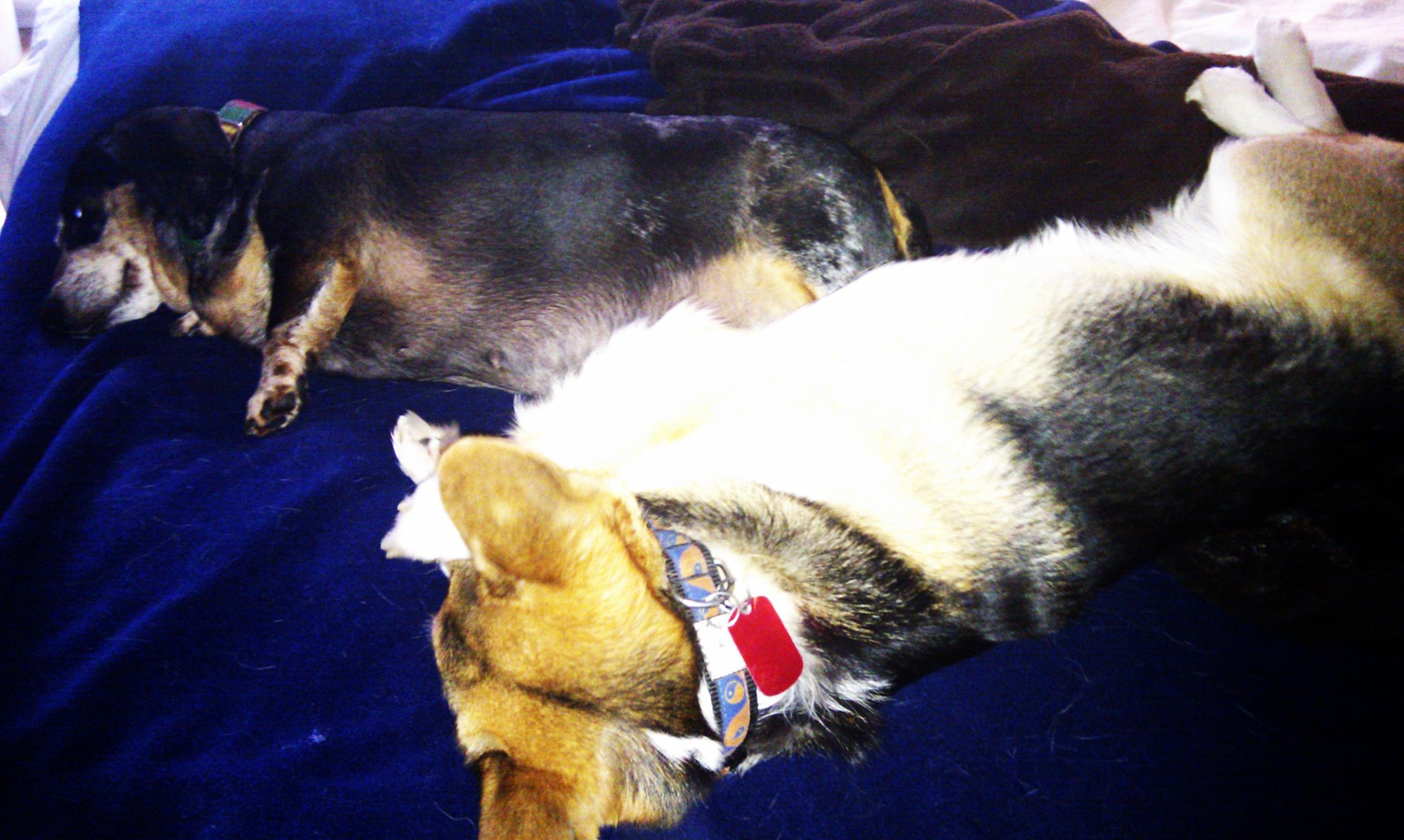 Butters and Lamp-or-Chair together